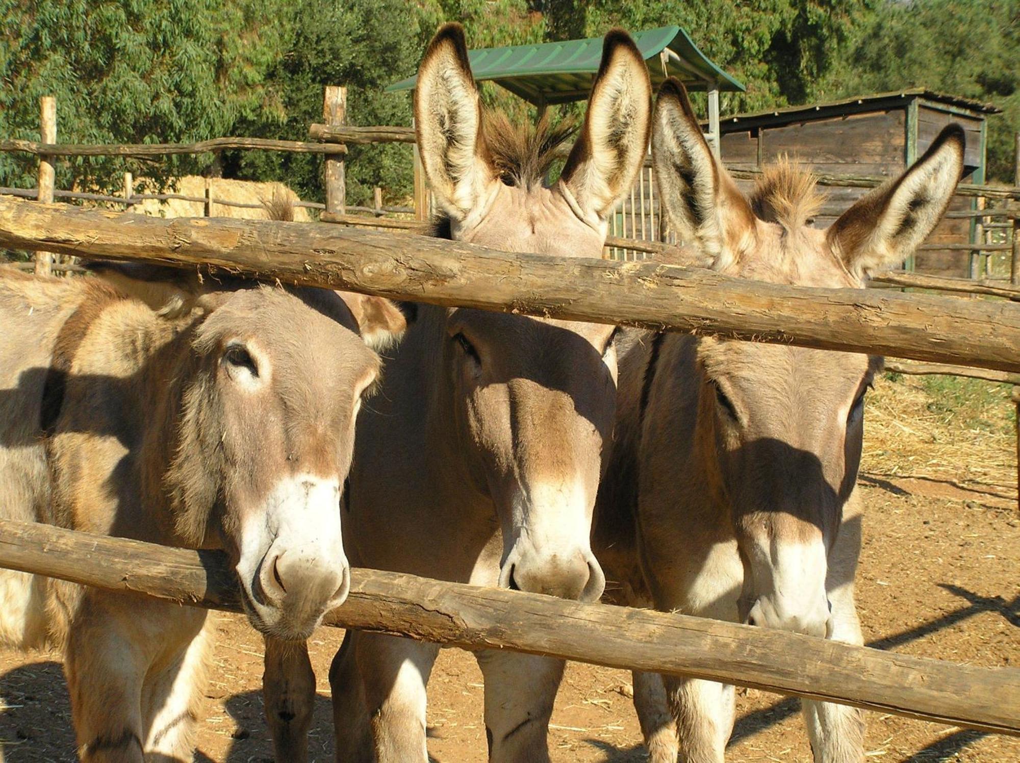 أوربيتيلو Agriturismo Grazia المظهر الخارجي الصورة